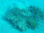 Flötenfisch - Bluespotted cornetfish