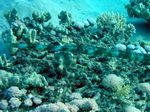Flötenfisch - Bluespotted cornetfish