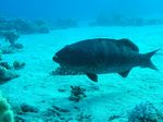 Rotmeer Leopard Zackenbarsch - Red Sea coral grouper