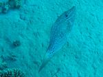 Besenschwanzfeilenfisch - Scrawled filefish
