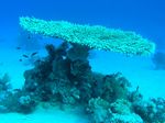Tischkoralle - Table Coral