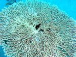 Tischkoralle - Table Coral