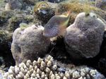 Forsters Büschelbarsch - Forster's Hawkfish