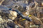 <i>Acanthurus Sohal </i>