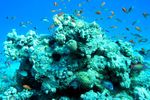 Riff - reef