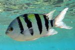 <i> Abudefduf vaigiensis</i>
