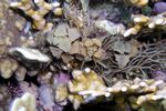 <i>Turbinaria decurrens</i>