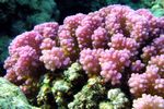<i>Pocillopora verrucosa</i>