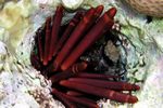 <i>Heterocentrotus mammillatus</i>