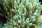 <i>Amphiprion bicinctus</i> juv. + <i>Gyrostoma quadricolor</i>