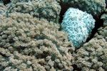 <i> Goniopora planulata</i>