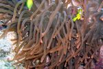 Rote Anemone + Anemonenfisch - Clown fish and red anemone