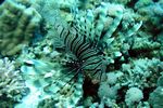 <i>Pterois miles</i>