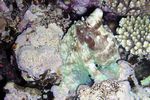 <i>Octopus cyaneus</i>