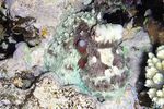 <i>Octopus cyaneus</i>