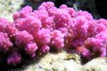 <i>Pocillopora verrucosa</i>