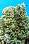 <i>Porites solida</i>