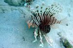 <i>Pterois miles </i>
