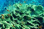 <i>Turbinaria mesenterina</i>