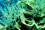 - <i>Clathraria rubrinodis</i>