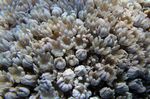 <i>Heteroxenia fuscescens</i>
