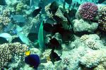 <i>Zebrasoma desjardinii</i> - <i>Hipposcarus longiceps</i>
