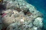 Steinkorallen und Anemonenfisch - Stone corals and anemonefish
