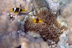 <i>Amphiprion bicinctus</i> + <i>Gyrostoma quadricolor</i>