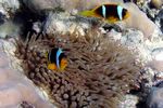 <i>Amphiprion bicinctus</i> + <i>Gyrostoma quadricolor</i>