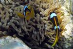 <i>Amphiprion bicinctus</i> + <i>Gyrostoma quadricolor</i>