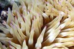<i>Gyrostoma quadricolor</i>