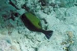 <i>Ostracion cubicus</i>