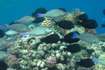 <i>Zebrasoma desjardinii</i> - <i>Hipposcarus longiceps</i>