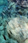 <i>Zebrasoma desjardinii</i> - <i>Hipposcarus longiceps</i>