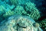 Korallen - corals