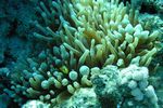 <i>Amphiprion bicinctus</i> + <i>Gyrostoma quadricolor</i>