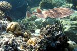 <i>Torpedo panthera<i>