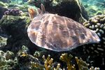 <i>Torpedo panthera<i>
