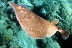 <i>Torpedo panthera<i>