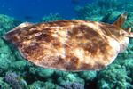 <i>Torpedo panthera<i>