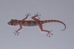 Geckonidae