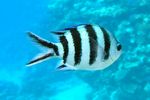 <i>Abudefduf sexfasciatus</i>