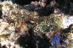 <i> Scorpaenopsis diabolus</i>