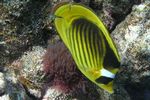 <i> Chaetodon fasciatus</i>