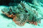 <i>Scorpaenopsis barbatus</i>