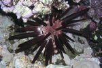 <i>Heterocentrotus mammilatus</i>