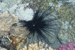 <i>Diadema setosum</i>