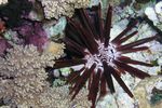 <i>Heterocentrotus mammilatus</i>