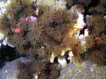 <i>Tubastrea micrantha</i>