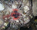 <i>Pterois radiata</i>